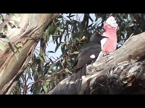 Galahs Fend Off Currawongs  ಠ_ಠ Video