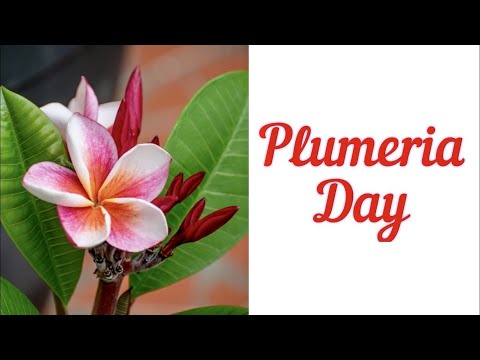 🔴DIA DA PLUMÉRIA