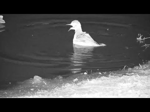 Djuma: Water Thick-knee takes a bath - 21:50 - 08/14/19
