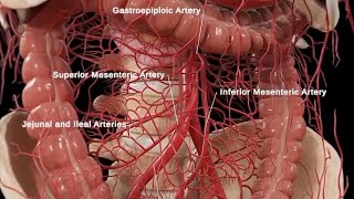 Anatomy and Physiology of Large Intestine Animation