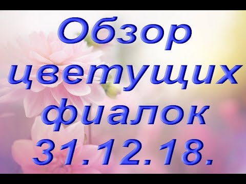 ЦВЕТУЩИЕ ФИАЛКИ:обзор декабря