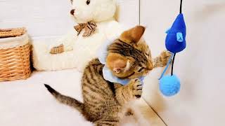 マンチカンの動画01