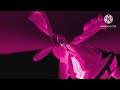 REUPLOADED PINK XRAY EXTREME REVERSE FISHEYE BACKWARDS Req Video Finnish Gummy Bear Song