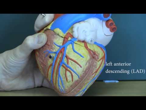 Cardiovascular System, Heart and major blood vessels