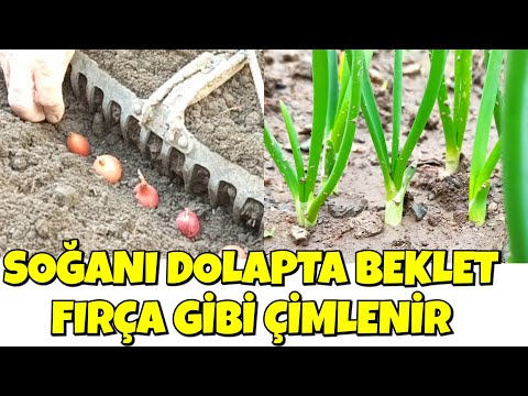 , title : 'Soğanları Fırça Gibi Çimlendirme Yöntemi'