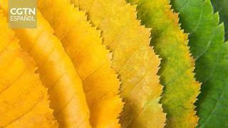El comienzo del otoño, pero no el final de los días de calor en China