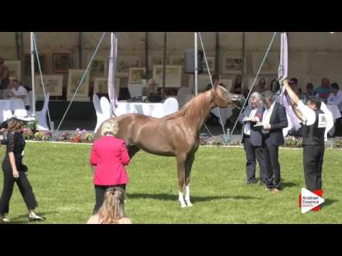 N.96 AJ BARARI - Ströhen 2016 B-Show - Fillies 3 years old (Class D)