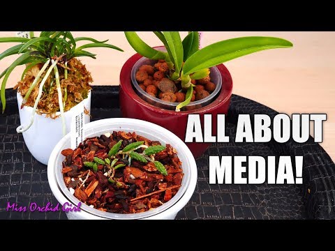 , title : 'All about Orchid media - Bark, moss, LECA & more! | Simple guide for beginners
