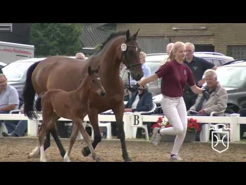 NF279 Hengstfohlen von Adagio de Talma - Caretino - Cash and Carry