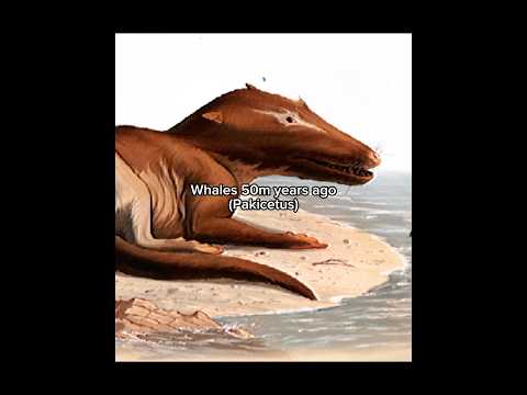 Modern animals that used to look very different in prehistoric times #whale #rhino