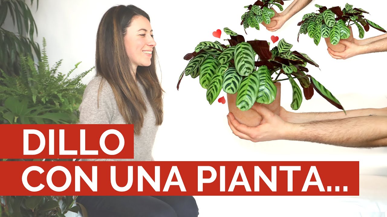 Watch Now 10 PIANTE DA REGALARE con un significato speciale 10 PIANTE DA REGALARE con un significato speciale