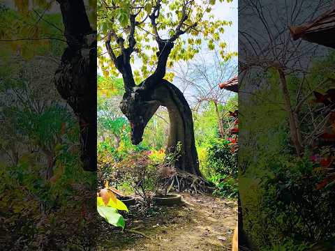 带你认识我国最神奇的六棵古树,每一颗都堪称大地的奇迹#千年古树 #生命的奇迹 #震撼人心 #神奇的大自然