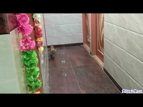 Chiranjeevi gaaru mohan baabu Garu enchakka aadukuntunnaru okkasari manam chuddhama