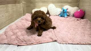 トイプードルの動画01