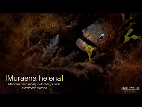 Muraena helena