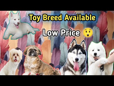Tollinton market Lahore - Dog Market in Lahore - Pet Market - Dog Shop - Dogs -MMB pet lover -