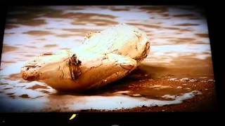 マチャ☆唄ってみた074♪Curtain call/Dragon Ash♪