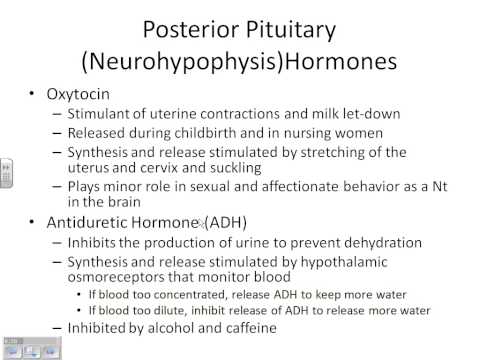 A&PII Chapter 16 Endocrine part 1
