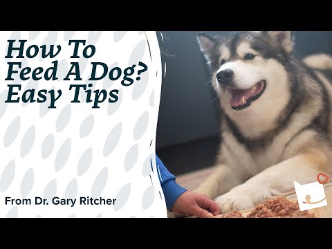How to Feed a Dog? | Best & Easy Tips by Dr Gary Ritcher