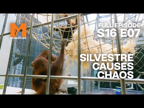 Silvestre Starts a Fight | Season 16 Episode 7 | Full Episode | Monkey Life