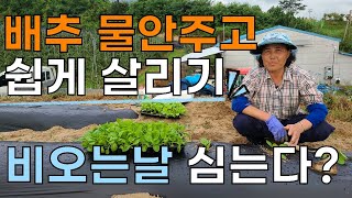 배추 심는시기 배추잘 살리는법 종이컵? 수분유지? - 배추모종 planting cabbages
