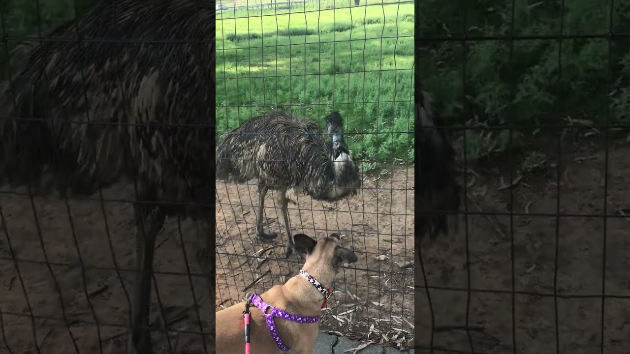 Dog is telling an emu a joke!