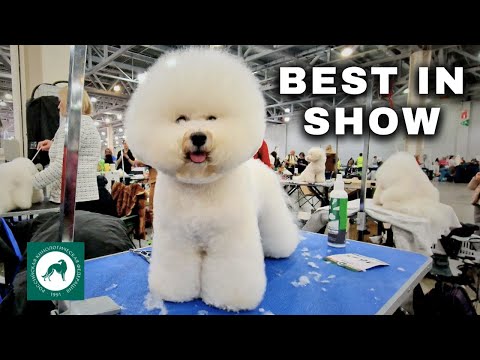, title : 'I Went to the Largest DOG SHOW in Russia: Eurasia 2023'