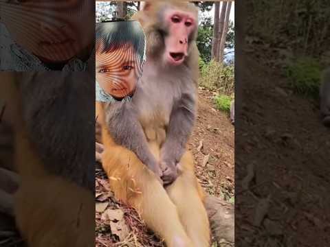 ye monkey ko kya hua😯😯😲😲😲 #monkey #funny #animals #subscribe #like