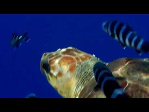 Музыка для души!ПОДВОДНЫЙ МИР.Music for the soul!Very beautiful!Fantastic underwater shooting!