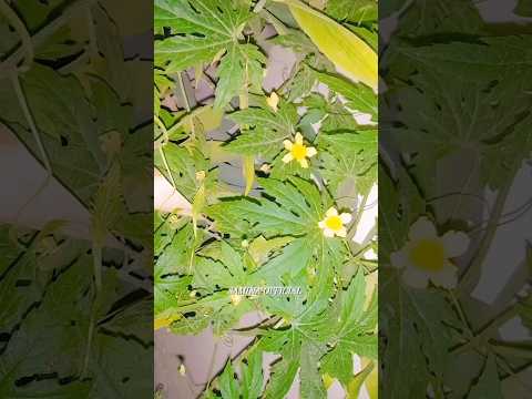 FLOWERS AND ME 🌷🌹🌺🌻🌼❤️✨  #saminaofficial #flowers #explore #trending #viral #ytshorts #saymashaallah