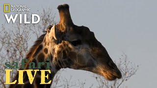 Safari Live - Day 189 | Nat Geo Wild Safari Live - Day 189 | Nat Geo Wild
