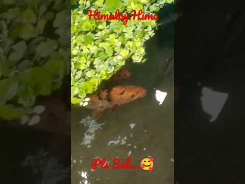 #Fish_lovers #18🥰🥰🥰