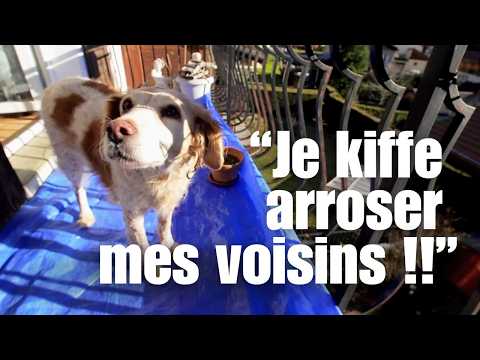 Local justice: a deep dive into the disputes of the French