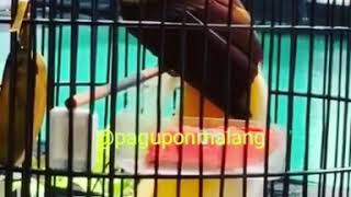 Download lagu Kicau Burung Cendrawasih Gacor mp3 Download lagu Kicau Burung Cendrawasih Gacor mp3