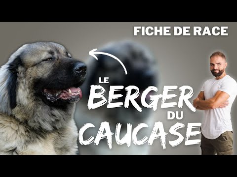 , title : 'Le BERGER DU CAUCASE - RACE DE CHIEN'