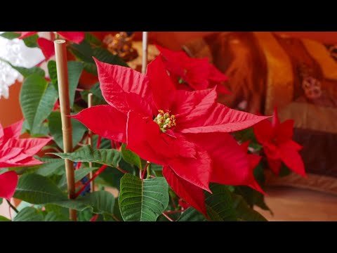 Gigantyczna Gwiazda Betlejemska