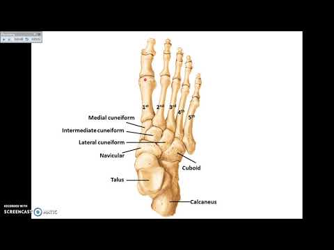 Overview of Lower Limb (1) - Bones and joints - Dr. Ahmed Farid