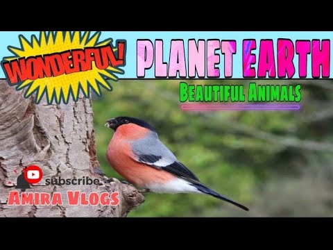 WONDERFUL PLANET EARTH | BEAUTIFUL ANIMALS & NATURE SCENERY | SOOTHING MUSIC FOR MEDITATION