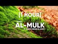 Surah Al Mulk by Sheikh Mishari Al Afasy [1hour]