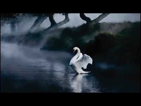 Reflexión - El Valor de la Libertad