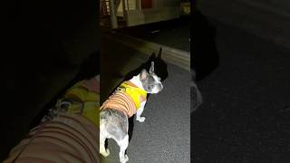 ママが帰って来ないのでフレブルと二人で頑張ります