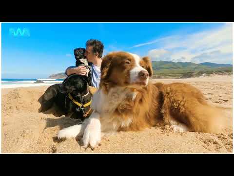 Dogs love video 1 Animal love video 1 Dogs video 1 Pet dogs video