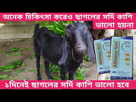 অনেক চিকিৎসা করেও ছাগলের সর্দি কাশি ভালো হয়না || ১দিনে ছাগলের সর্দি কাশি ভালো হবে || ১টি ঔষুধে...
