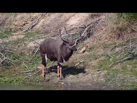 Djuma: Nyala bulls - 14:42 - 09/24/20