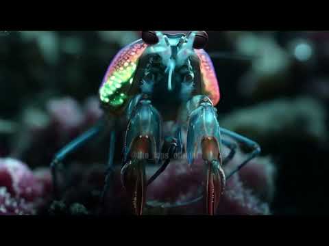 The human eye is a masterpiece of evolution. 