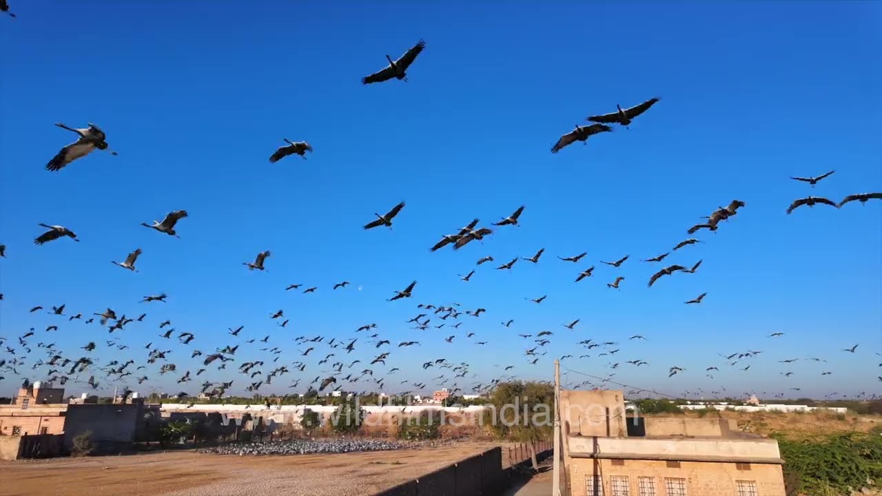 Song of the Cranes: Kurja Come Home