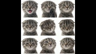 *free* 2hollis + slayr type beat *alarm2*