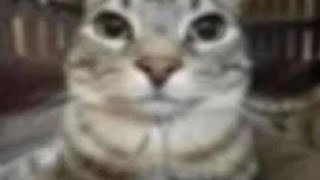 Madness combat  [ dc2 / at2 ]