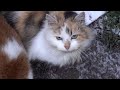 Calico Fluffy Cat So Hungry In A Cold Day