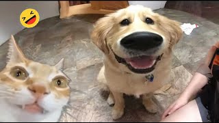 Best Funniest Animal Videos 2024 😅 - When Your Dogs And Cats as Your Daily Dose of Joy